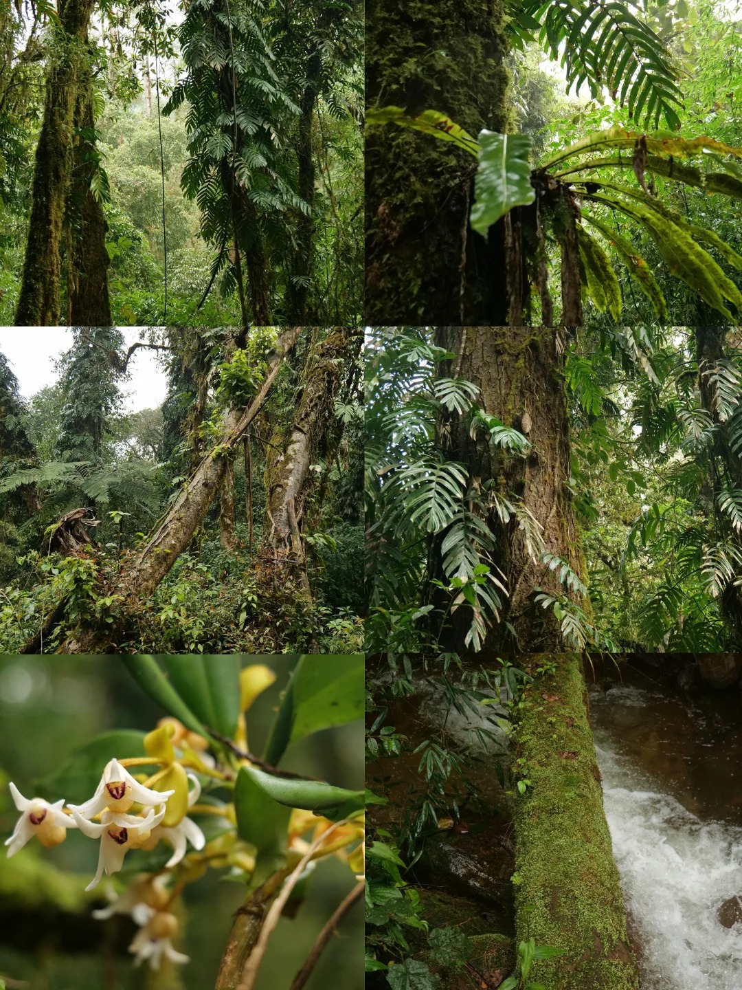 墨脱雨林_1_Verlasung_墨脱-来自52tours 我爱旅游网